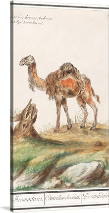  “Dromedary, Camelus dromedarius (1596–1610)” by Anselmus Boëtius de Boodt is a beautiful print of a dromedary camel. The print is a detailed and lifelike depiction of the animal, with a beautiful landscape in the background. 
