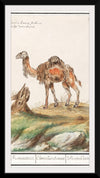 "Dromedary, Camelus dromedarius (1596–1610)", Anselmus Boëtius de Boodt