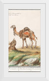 "Dromedary, Camelus dromedarius (1596–1610)", Anselmus Boëtius de Boodt