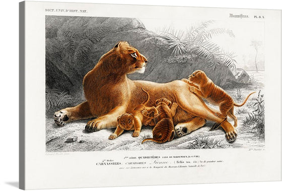 Fails Leo is a stunning and thought-provoking painting by Charles Dessalines D' Orbigny. The painting depicts a lioness with her cubs playing around her. The lioness's expression is one of both sadness and resilience.