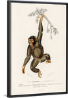 "Chimpanzee (Troglodyte Chimpanzee) (1806-1876)", Charles Dessalines