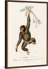 "Chimpanzee (Troglodyte Chimpanzee) (1806-1876)", Charles Dessalines