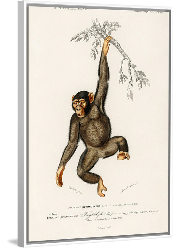 "Chimpanzee (Troglodyte Chimpanzee) (1806-1876)", Charles Dessalines