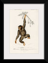 "Chimpanzee (Troglodyte Chimpanzee) (1806-1876)", Charles Dessalines