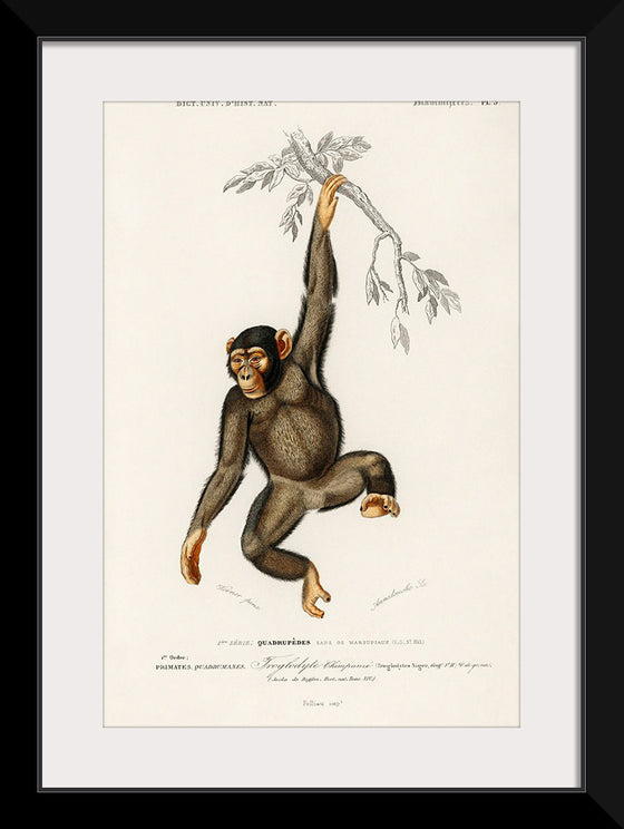 "Chimpanzee (Troglodyte Chimpanzee) (1806-1876)", Charles Dessalines