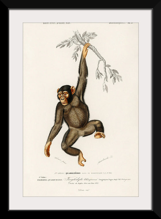 "Chimpanzee (Troglodyte Chimpanzee) (1806-1876)", Charles Dessalines