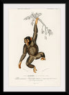 "Chimpanzee (Troglodyte Chimpanzee) (1806-1876)", Charles Dessalines