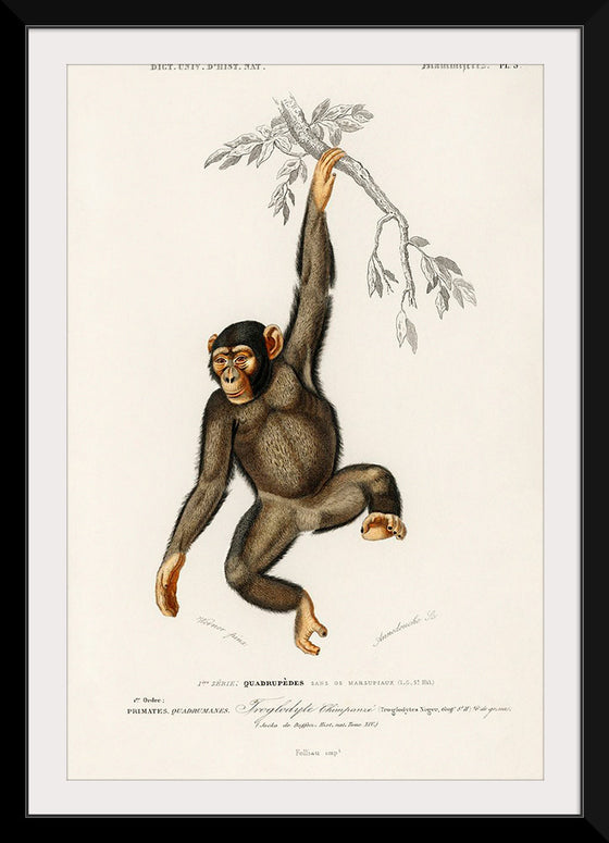 "Chimpanzee (Troglodyte Chimpanzee) (1806-1876)", Charles Dessalines