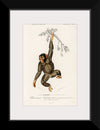 "Chimpanzee (Troglodyte Chimpanzee) (1806-1876)", Charles Dessalines