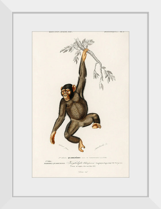 "Chimpanzee (Troglodyte Chimpanzee) (1806-1876)", Charles Dessalines