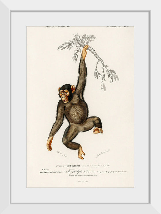 "Chimpanzee (Troglodyte Chimpanzee) (1806-1876)", Charles Dessalines