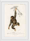 "Chimpanzee (Troglodyte Chimpanzee) (1806-1876)", Charles Dessalines