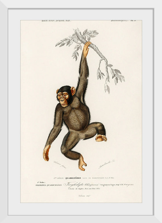 "Chimpanzee (Troglodyte Chimpanzee) (1806-1876)", Charles Dessalines