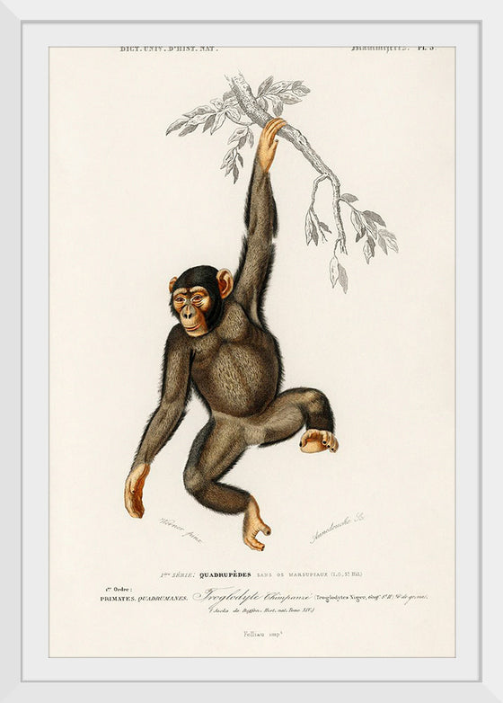 "Chimpanzee (Troglodyte Chimpanzee) (1806-1876)", Charles Dessalines