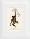 "Chimpanzee (Troglodyte Chimpanzee) (1806-1876)", Charles Dessalines