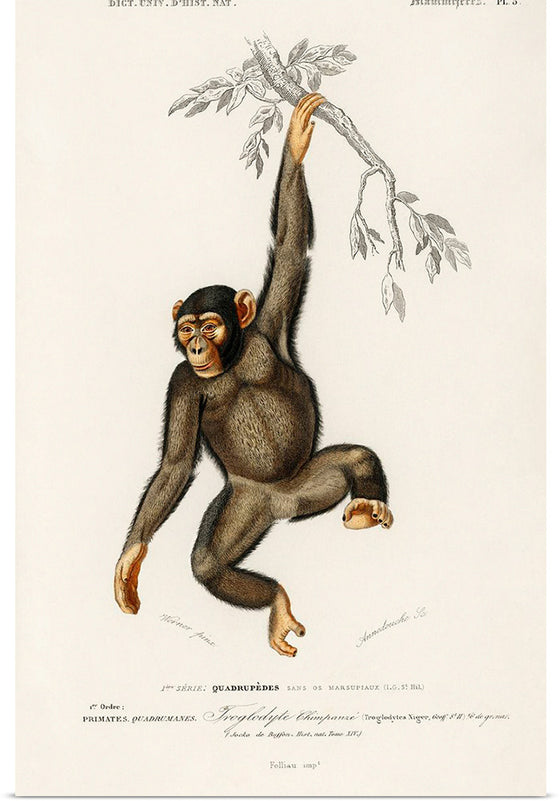 "Chimpanzee (Troglodyte Chimpanzee) (1806-1876)", Charles Dessalines