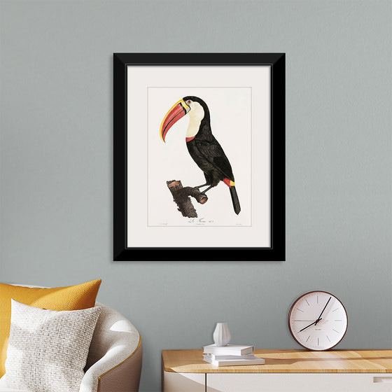 "Toucan from Histoire Naturelle des Oiseaux de Paradis et Des Rolliers (1806)", Jacques Barraband