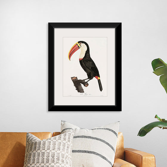 "Toucan from Histoire Naturelle des Oiseaux de Paradis et Des Rolliers (1806)", Jacques Barraband