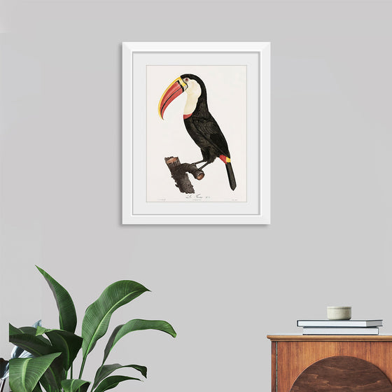 "Toucan from Histoire Naturelle des Oiseaux de Paradis et Des Rolliers (1806)", Jacques Barraband