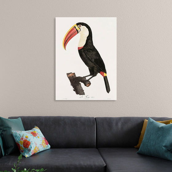 "Toucan from Histoire Naturelle des Oiseaux de Paradis et Des Rolliers (1806)", Jacques Barraband