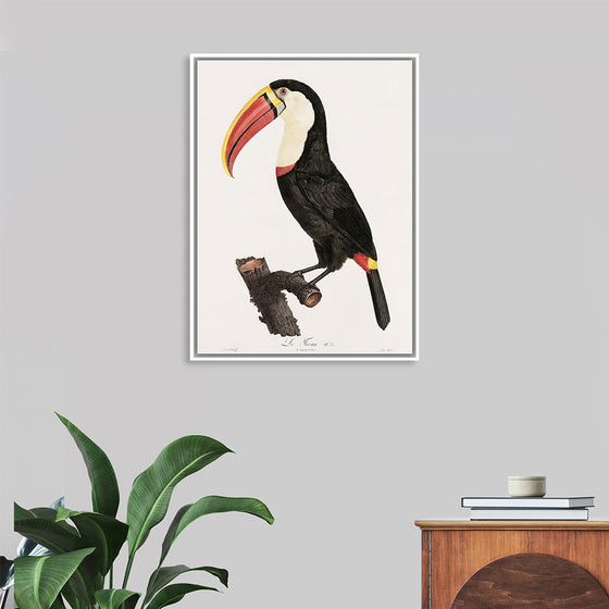 "Toucan from Histoire Naturelle des Oiseaux de Paradis et Des Rolliers (1806)", Jacques Barraband