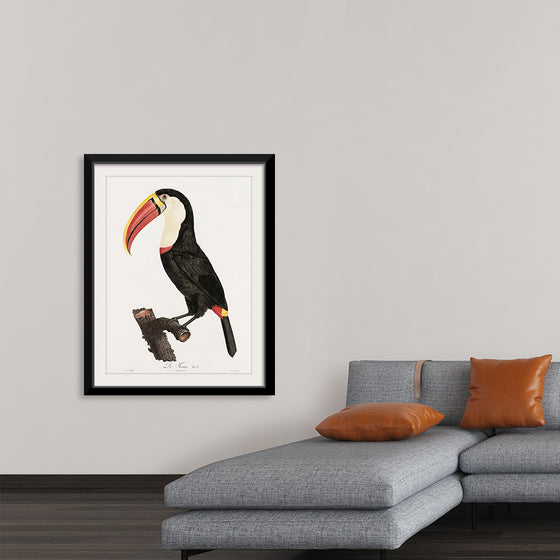 "Toucan from Histoire Naturelle des Oiseaux de Paradis et Des Rolliers (1806)", Jacques Barraband