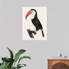 "Toucan from Histoire Naturelle des Oiseaux de Paradis et Des Rolliers (1806)", Jacques Barraband