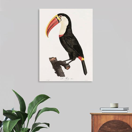 "Toucan from Histoire Naturelle des Oiseaux de Paradis et Des Rolliers (1806)", Jacques Barraband