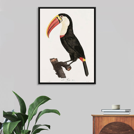 "Toucan from Histoire Naturelle des Oiseaux de Paradis et Des Rolliers (1806)", Jacques Barraband