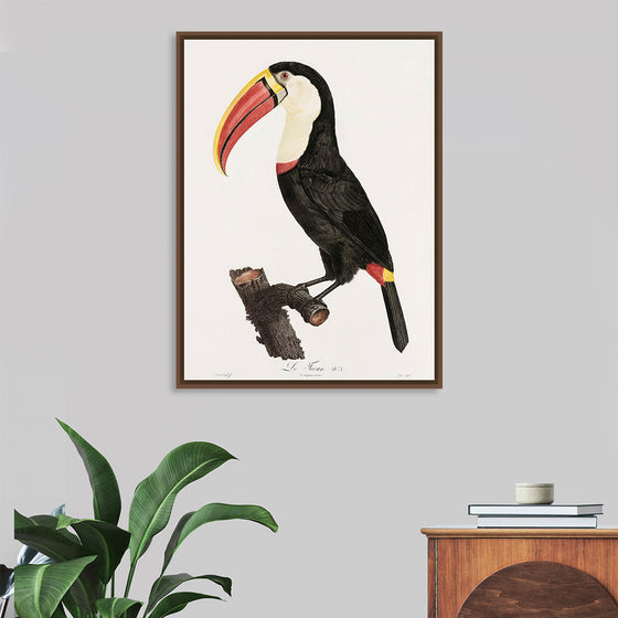 "Toucan from Histoire Naturelle des Oiseaux de Paradis et Des Rolliers (1806)", Jacques Barraband