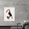 "Toucan from Histoire Naturelle des Oiseaux de Paradis et Des Rolliers (1806)", Jacques Barraband