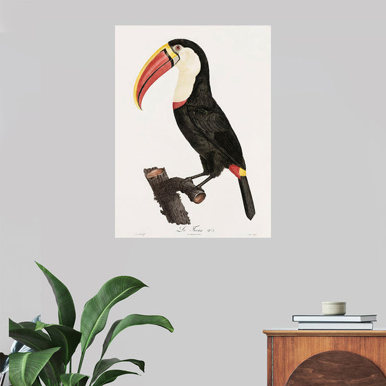 "Toucan from Histoire Naturelle des Oiseaux de Paradis et Des Rolliers (1806)", Jacques Barraband