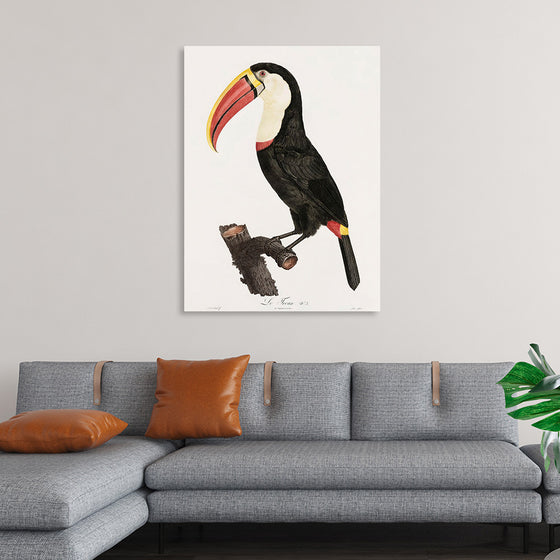 "Toucan from Histoire Naturelle des Oiseaux de Paradis et Des Rolliers (1806)", Jacques Barraband