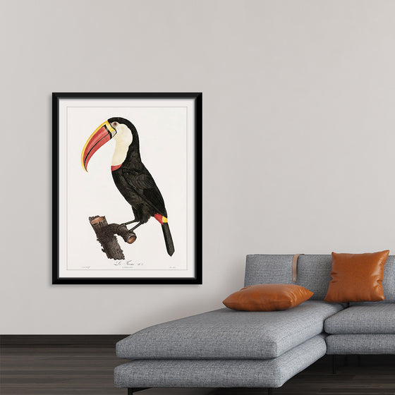 "Toucan from Histoire Naturelle des Oiseaux de Paradis et Des Rolliers (1806)", Jacques Barraband