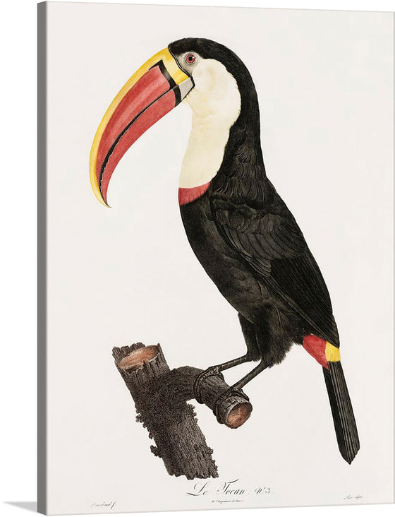 This artwork is a celebration of nature’s vibrant beauty, featuring a majestic toucan perched gracefully upon a rustic branch. The artist’s skillful rendering brings to life the bird’s iconic, multicolored beak and the intricate details of its feathers. The plain white backdrop accentuates the vivid colors and details of the toucan, creating a striking contrast.