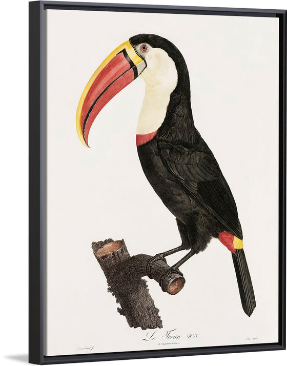 "Toucan from Histoire Naturelle des Oiseaux de Paradis et Des Rolliers (1806)", Jacques Barraband