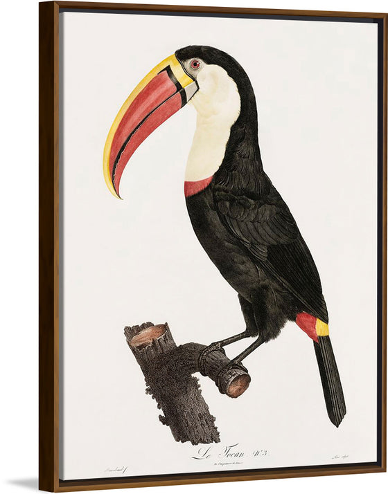 "Toucan from Histoire Naturelle des Oiseaux de Paradis et Des Rolliers (1806)", Jacques Barraband