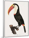 "Toucan from Histoire Naturelle des Oiseaux de Paradis et Des Rolliers (1806)", Jacques Barraband