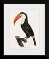 "Toucan from Histoire Naturelle des Oiseaux de Paradis et Des Rolliers (1806)", Jacques Barraband