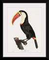 "Toucan from Histoire Naturelle des Oiseaux de Paradis et Des Rolliers (1806)", Jacques Barraband