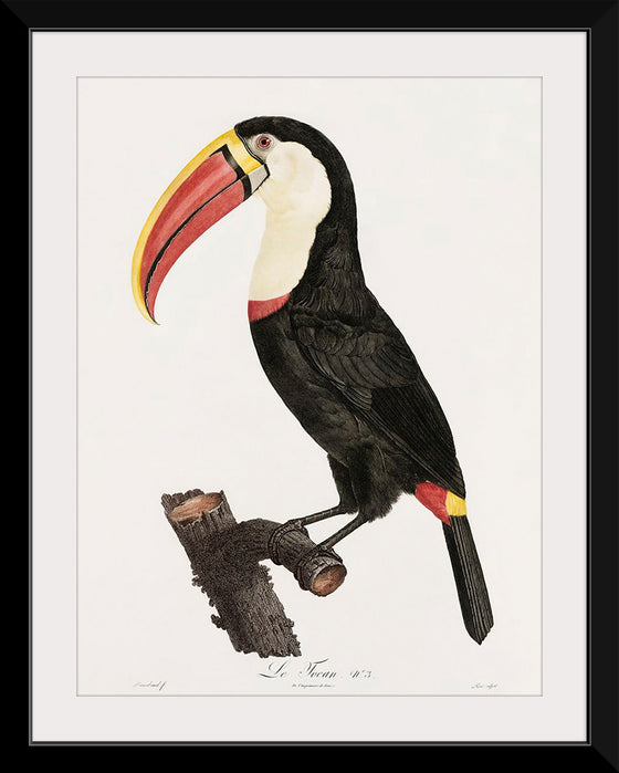 "Toucan from Histoire Naturelle des Oiseaux de Paradis et Des Rolliers (1806)", Jacques Barraband