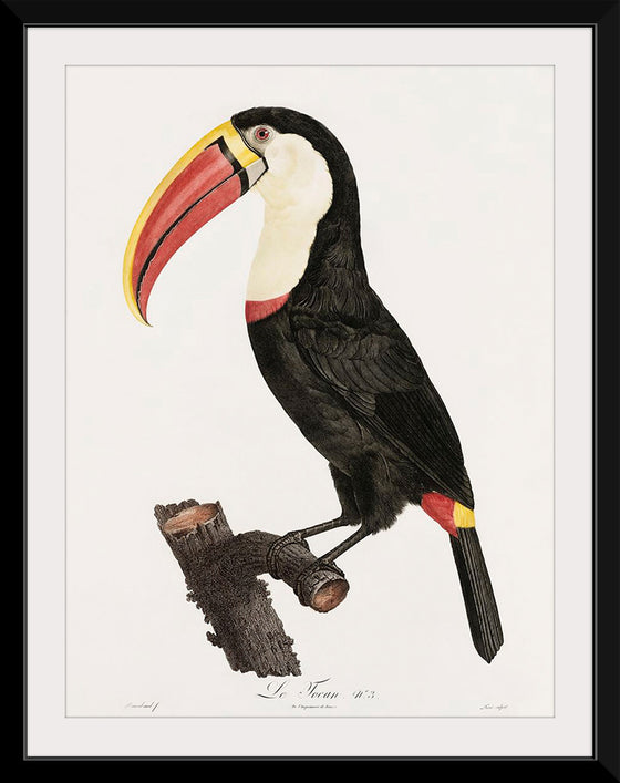 "Toucan from Histoire Naturelle des Oiseaux de Paradis et Des Rolliers (1806)", Jacques Barraband