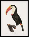 "Toucan from Histoire Naturelle des Oiseaux de Paradis et Des Rolliers (1806)", Jacques Barraband