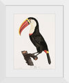 "Toucan from Histoire Naturelle des Oiseaux de Paradis et Des Rolliers (1806)", Jacques Barraband