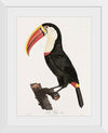 "Toucan from Histoire Naturelle des Oiseaux de Paradis et Des Rolliers (1806)", Jacques Barraband