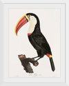 "Toucan from Histoire Naturelle des Oiseaux de Paradis et Des Rolliers (1806)", Jacques Barraband