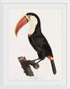 "Toucan from Histoire Naturelle des Oiseaux de Paradis et Des Rolliers (1806)", Jacques Barraband