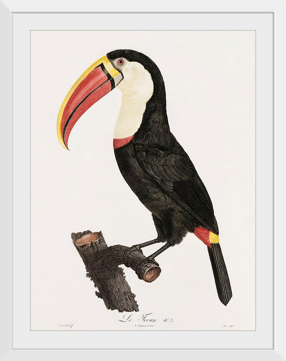 "Toucan from Histoire Naturelle des Oiseaux de Paradis et Des Rolliers (1806)", Jacques Barraband