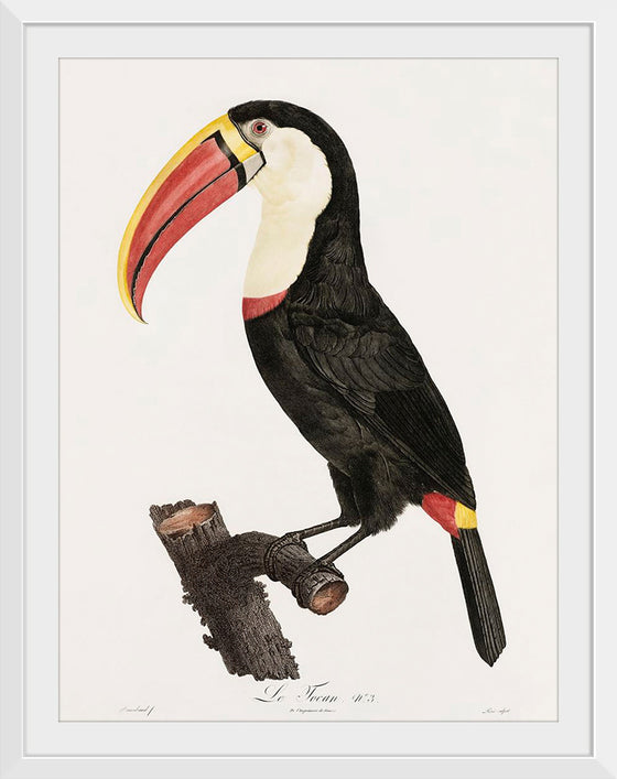 "Toucan from Histoire Naturelle des Oiseaux de Paradis et Des Rolliers (1806)", Jacques Barraband