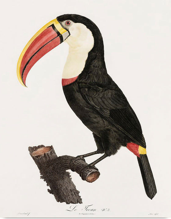 "Toucan from Histoire Naturelle des Oiseaux de Paradis et Des Rolliers (1806)", Jacques Barraband